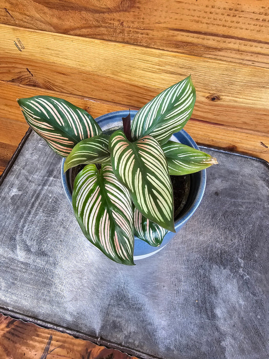 The Plant Farm® Houseplants Calathea Majestica White Star, 4" Plant