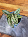 The Plant Farm® Houseplants Calathea Majestica White Star, 4" Plant