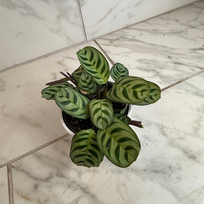 The Plant Farm® Houseplants Calathea Makoyana Peacock, 4" Plant