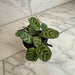The Plant Farm® Houseplants Calathea Makoyana Peacock, 4" Plant