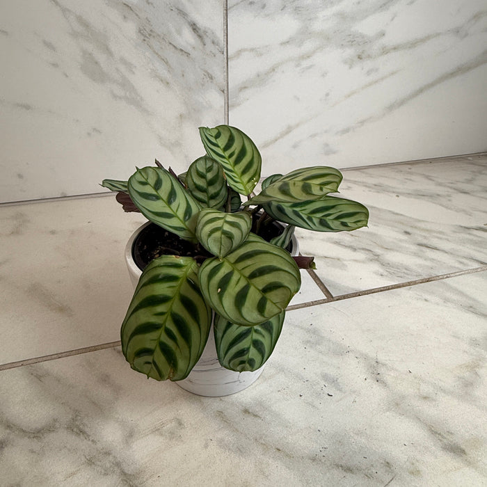 The Plant Farm® Houseplants Calathea Makoyana Peacock, 4" Plant