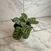 The Plant Farm® Houseplants Calathea Makoyana Peacock, 4" Plant