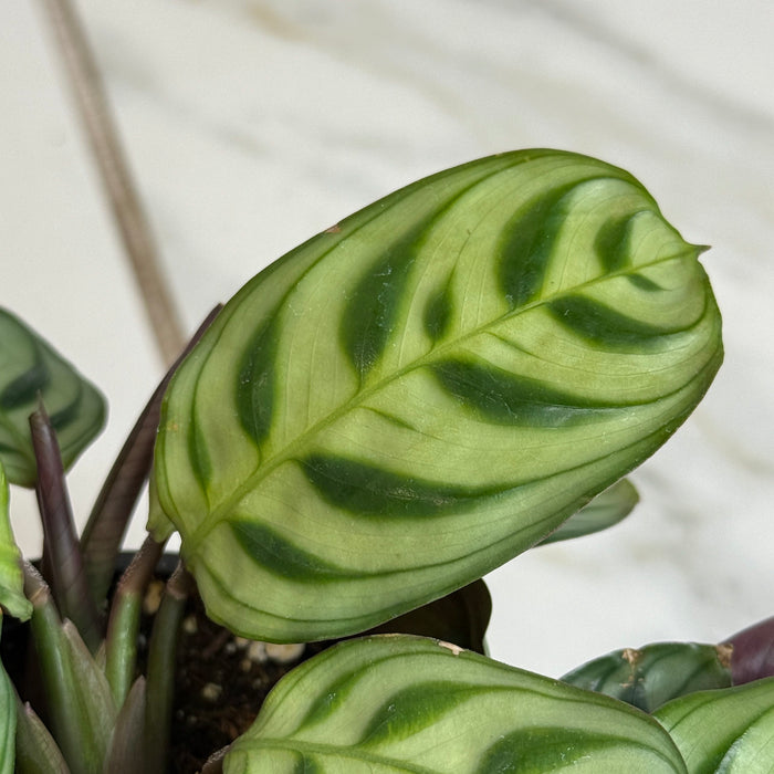 house plants calathea Calathea Makoyana Peacock, 4" Plant — The Plant Farm®