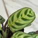 The Plant Farm® Houseplants Calathea Makoyana Peacock, 4" Plant