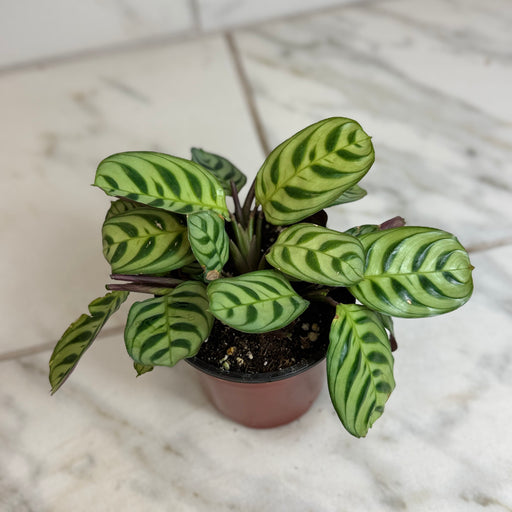 The Plant Farm® Houseplants Calathea Makoyana Peacock, 4" Plant