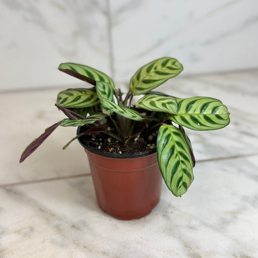 The Plant Farm® Houseplants Calathea Makoyana Peacock, 4" Plant