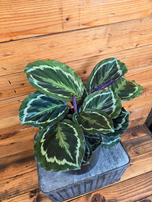 The Plant Farm® Houseplants Calathea Medallion, 6" Plant