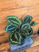 The Plant Farm® Houseplants Calathea Medallion, 6" Plant