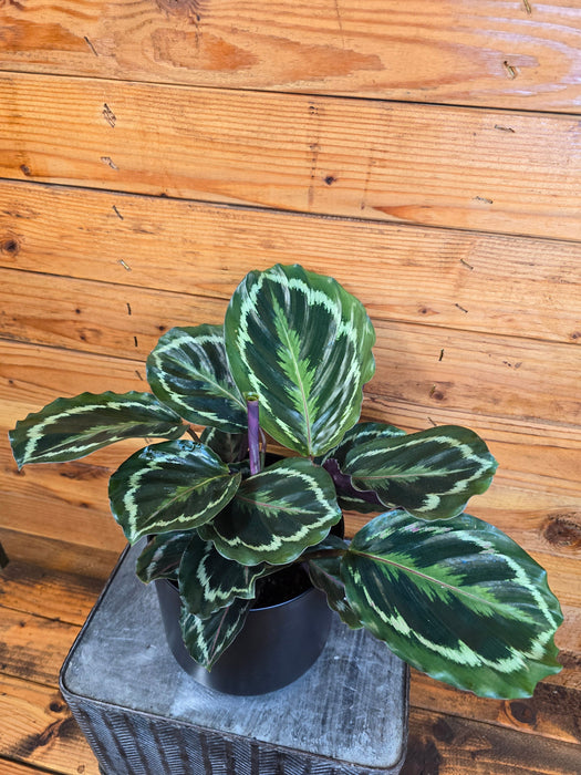 The Plant Farm® Houseplants Calathea Medallion, 6" Plant