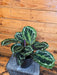 The Plant Farm® Houseplants Calathea Medallion, 6" Plant