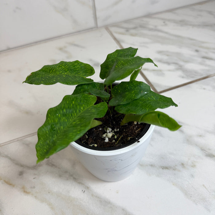 The Plant Farm® Houseplants Calathea Musaica, 4" Plant