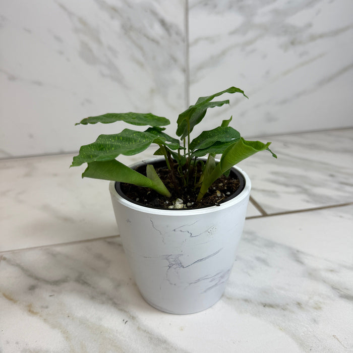The Plant Farm® Houseplants Calathea Musaica, 4" Plant