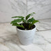 The Plant Farm® Houseplants Calathea Musaica, 4" Plant
