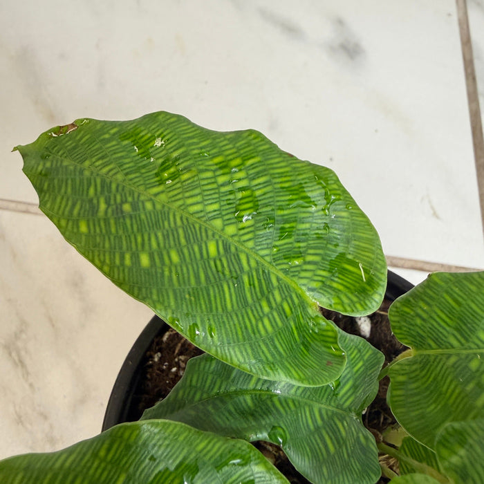 The Plant Farm® Houseplants Calathea Musaica, 4" Plant