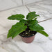 The Plant Farm® Houseplants Calathea Musaica, 4" Plant
