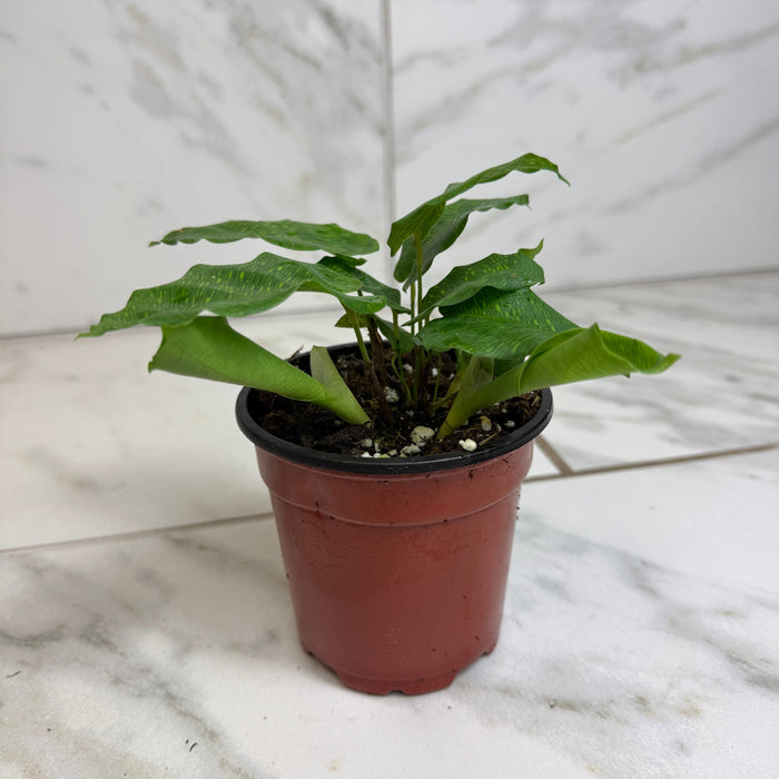 The Plant Farm® Houseplants Calathea Musaica, 4" Plant