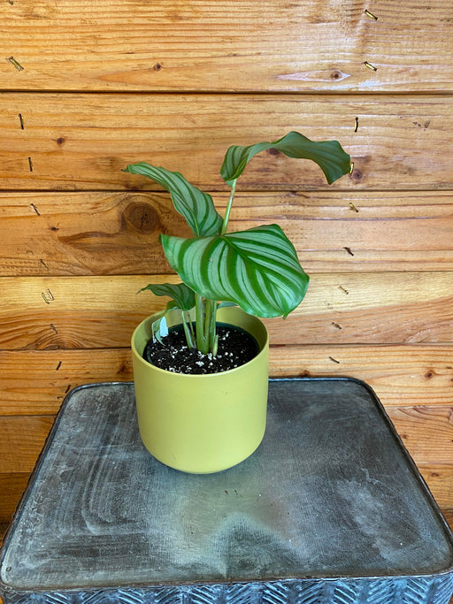 The Plant Farm® Houseplants Calathea Orbifolia, 4" Plant