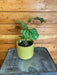 The Plant Farm® Houseplants Calathea Orbifolia, 4" Plant