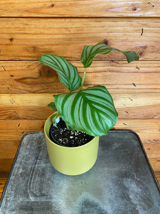 The Plant Farm® Houseplants Calathea Orbifolia, 4" Plant