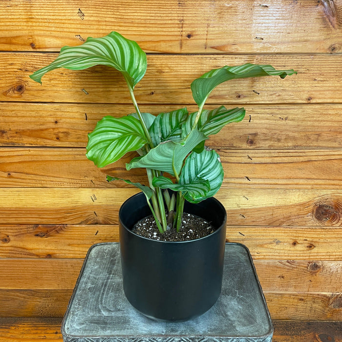 The Plant Farm® Houseplants Calathea Orbifolia, 6" Plant