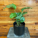 The Plant Farm® Houseplants Calathea Orbifolia, 6" Plant