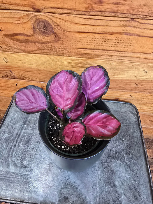 The Plant Farm® Houseplants Calathea Purple Rose, 4" Plant