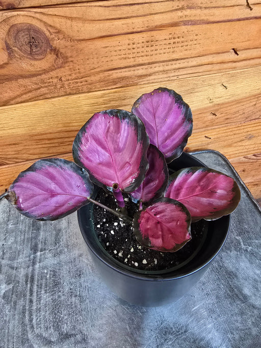 The Plant Farm® Houseplants Calathea Purple Rose, 4" Plant