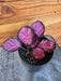 The Plant Farm® Houseplants Calathea Purple Rose, 4" Plant