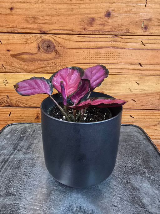 The Plant Farm® Houseplants Calathea Purple Rose, 4" Plant