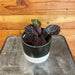 The Plant Farm® Houseplants Calathea Roseopicta Dottie, 4" Plant