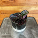The Plant Farm® Houseplants Calathea Roseopicta Dottie, 4" Plant