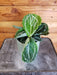 The Plant Farm® Houseplants Calathea Roseopicta Gift Set! Get all 3- Calathea Roseopicta Dottie, Calathea Roseopicta Green, and Calathea Roseopicta Rosy,  4" Plant