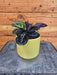 The Plant Farm® Houseplants Calathea Roseopicta Illustris, 4" Plant