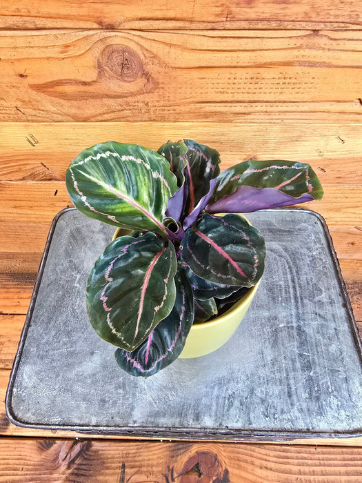 The Plant Farm® Houseplants Calathea Roseopicta Illustris, 4" Plant