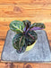 The Plant Farm® Houseplants Calathea Roseopicta Illustris, 4" Plant