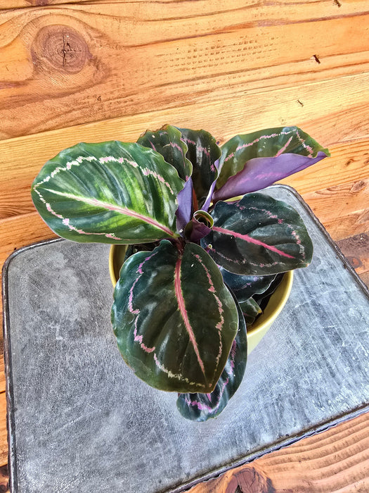 The Plant Farm® Houseplants Calathea Roseopicta Illustris, 4" Plant