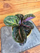 The Plant Farm® Houseplants Calathea Roseopicta Illustris, 4" Plant