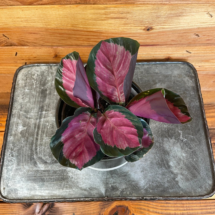The Plant Farm® Houseplants Calathea Roseopicta Rosy, 4" Plant