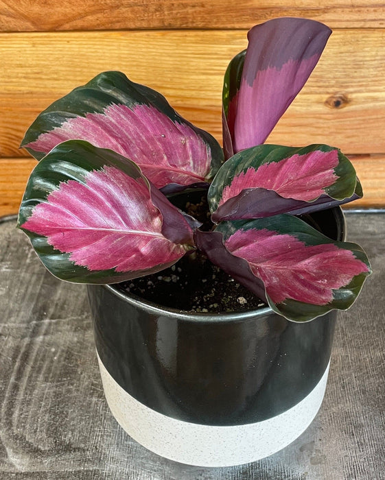 The Plant Farm® Houseplants Calathea Roseopicta Rosy, 4" Plant