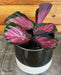 The Plant Farm® Houseplants Calathea Roseopicta Rosy, 4" Plant
