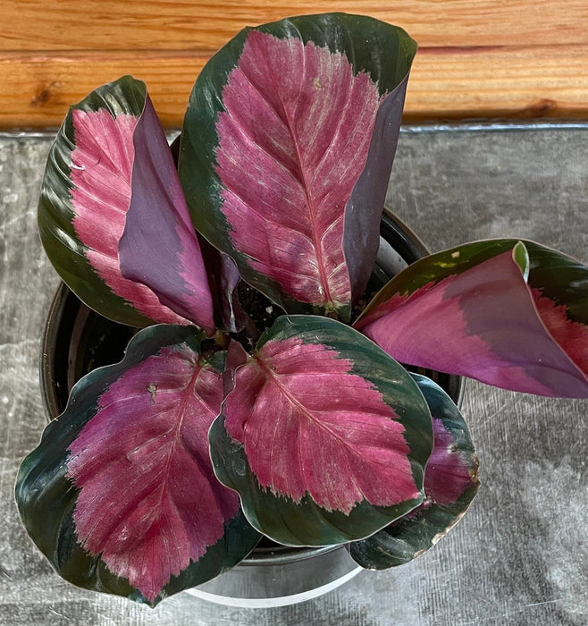 The Plant Farm® Houseplants Calathea Roseopicta Rosy, 4" Plant