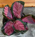 The Plant Farm® Houseplants Calathea Roseopicta Rosy, 4" Plant