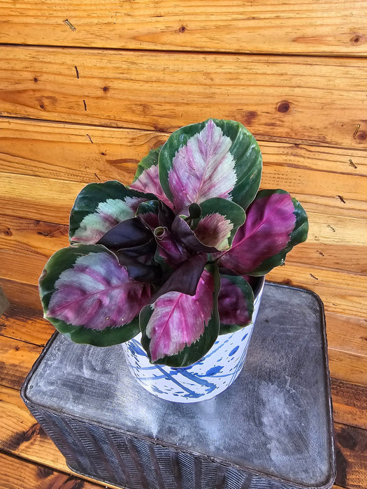 The Plant Farm® Houseplants Calathea Roseopicta Rosy, 6" Plant