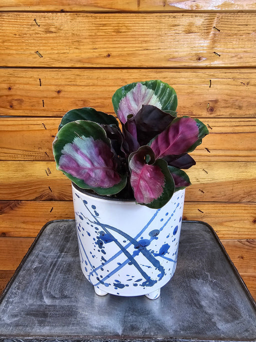 The Plant Farm® Houseplants Calathea Roseopicta Rosy, 6" Plant