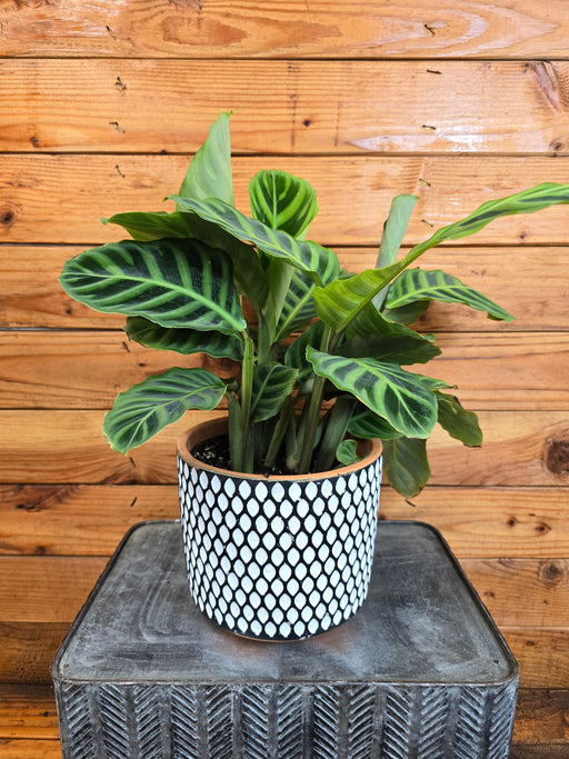 The Plant Farm® Houseplants Calathea Zebrina, 6" Plant