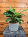 The Plant Farm® Houseplants Calathea Zebrina, 6" Plant