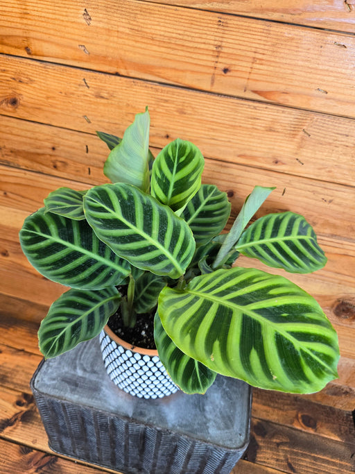 The Plant Farm® Houseplants Calathea Zebrina, 6" Plant