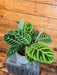 The Plant Farm® Houseplants Calathea Zebrina, 6" Plant