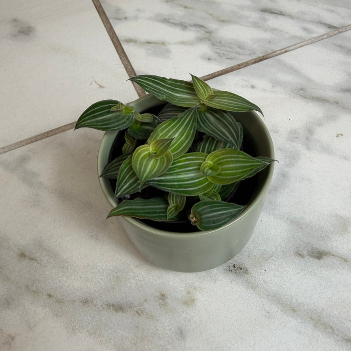 The Plant Farm® Houseplants Callisia Elegans, 2" Plant