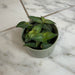 The Plant Farm® Houseplants Callisia Elegans, 2" Plant